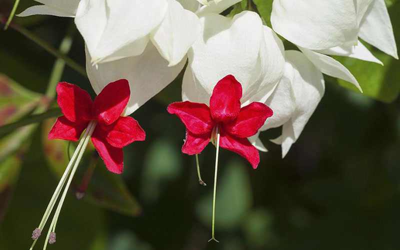 GARDEN CENTER NORTH FORT MYERS