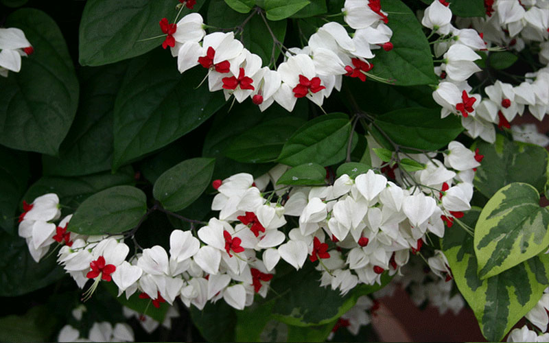 GARDEN CENTER NORTH FORT MYERS