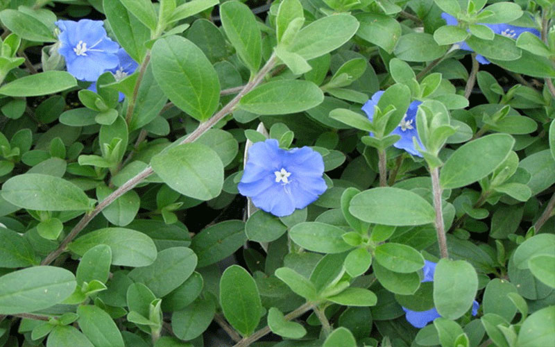 GARDEN CENTER NORTH FORT MYERS