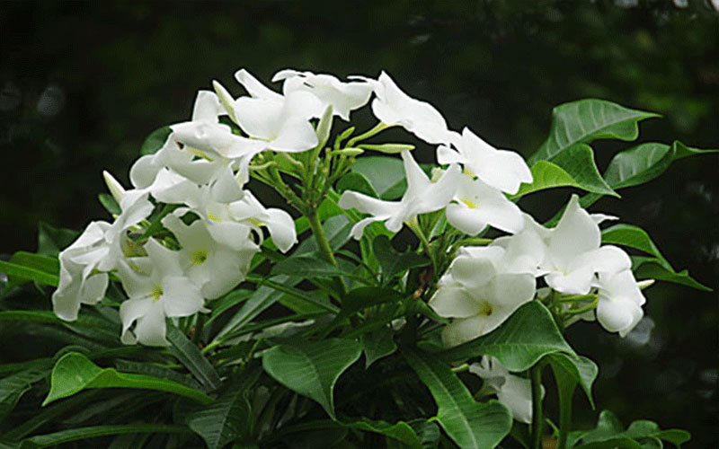 GARDEN CENTER NORTH FORT MYERS