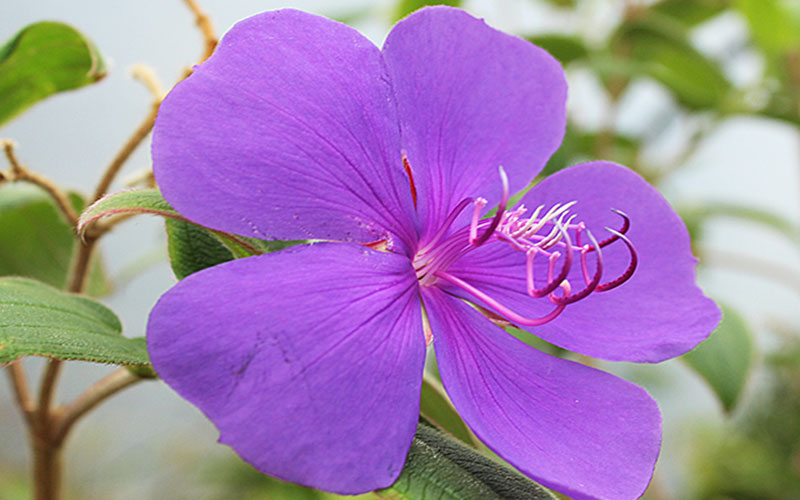 GARDEN CENTER NORTH FORT MYERS