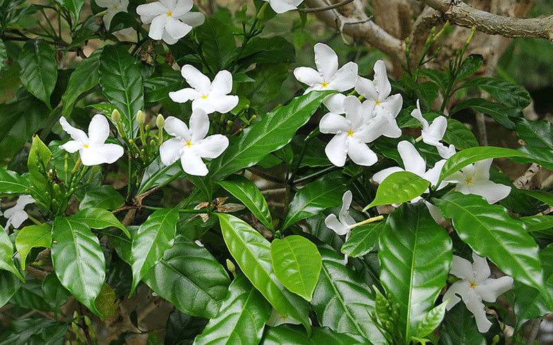 GARDEN CENTER NORTH FORT MYERS