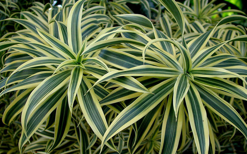 GARDEN CENTER NORTH FORT MYERS