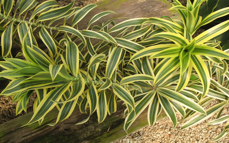 GARDEN CENTER NORTH FORT MYERS