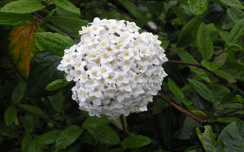 GARDEN CENTER NORTH FORT MYERS