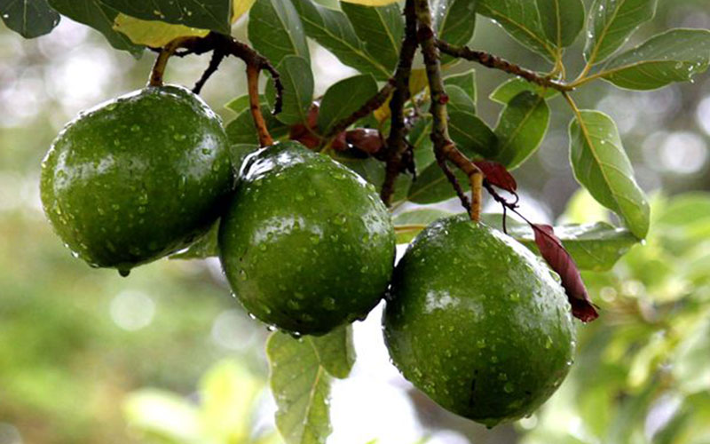 GARDEN CENTER NORTH FORT MYERS