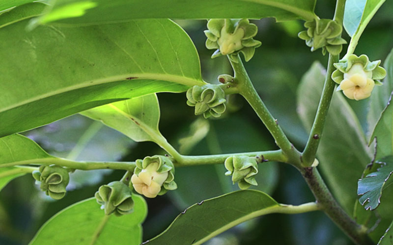 GARDEN CENTER NORTH FORT MYERS