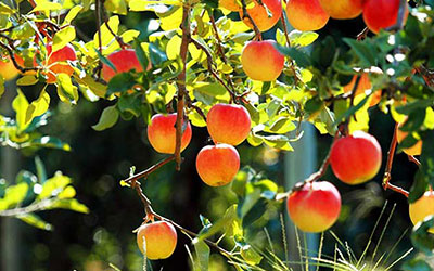 Beltran Nursery & Landscaping