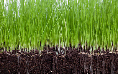 Beltran Nursery & Landscaping