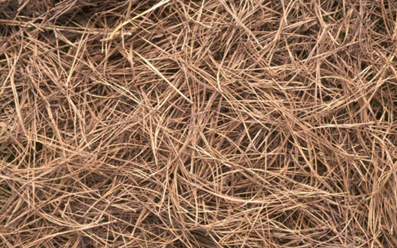 GARDEN CENTER NORTH FORT MYERS