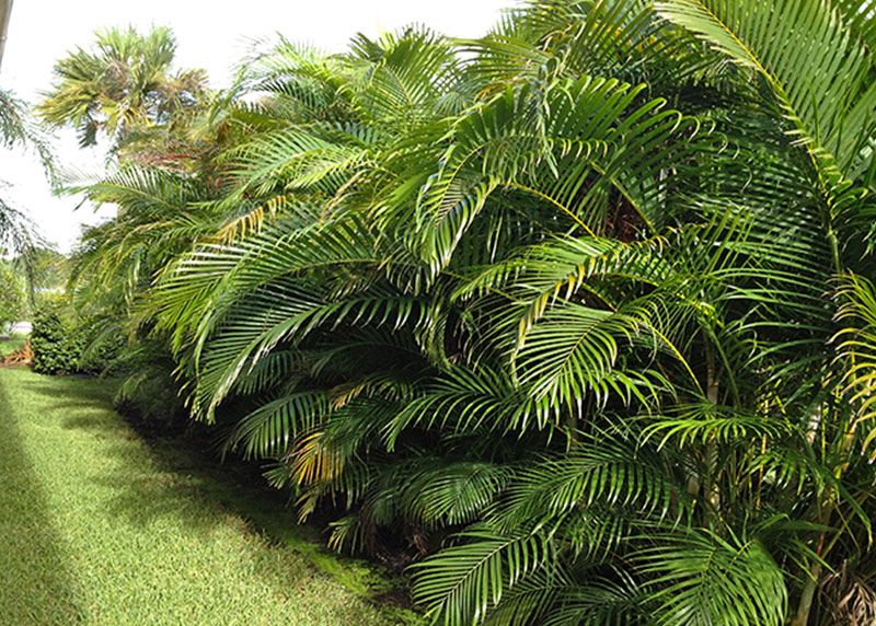 GARDEN CENTER NORTH FORT MYERS