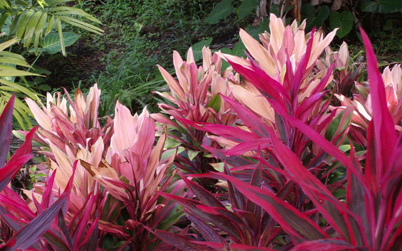 GARDEN CENTER NORTH FORT MYERS