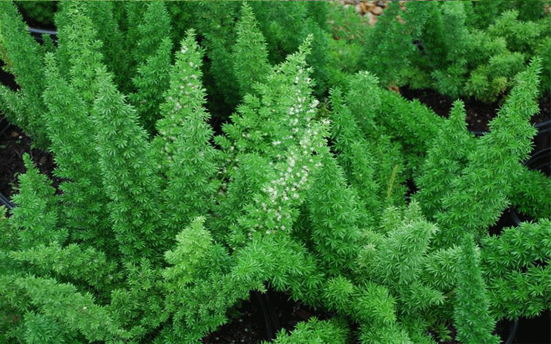 GARDEN CENTER NORTH FORT MYERS