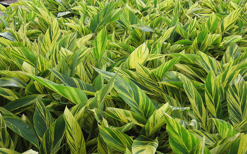 GARDEN CENTER NORTH FORT MYERS