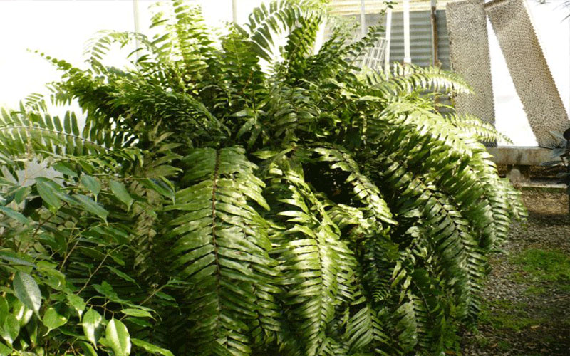 GARDEN CENTER NORTH FORT MYERS