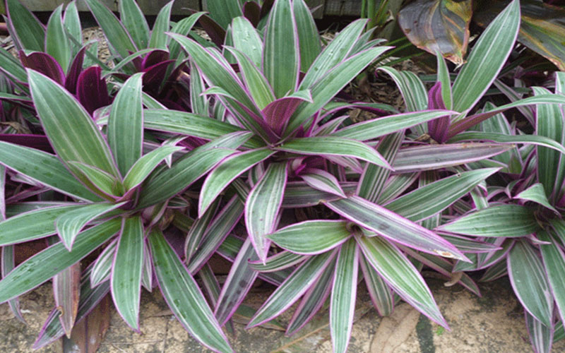 GARDEN CENTER NORTH FORT MYERS