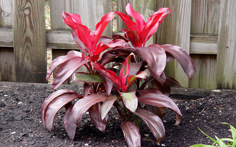 GARDEN CENTER NORTH FORT MYERS