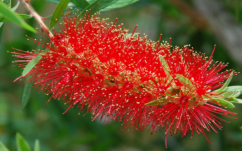 GARDEN CENTER NORTH FORT MYERS