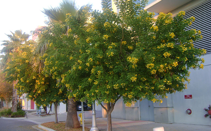 GARDEN CENTER NORTH FORT MYERS