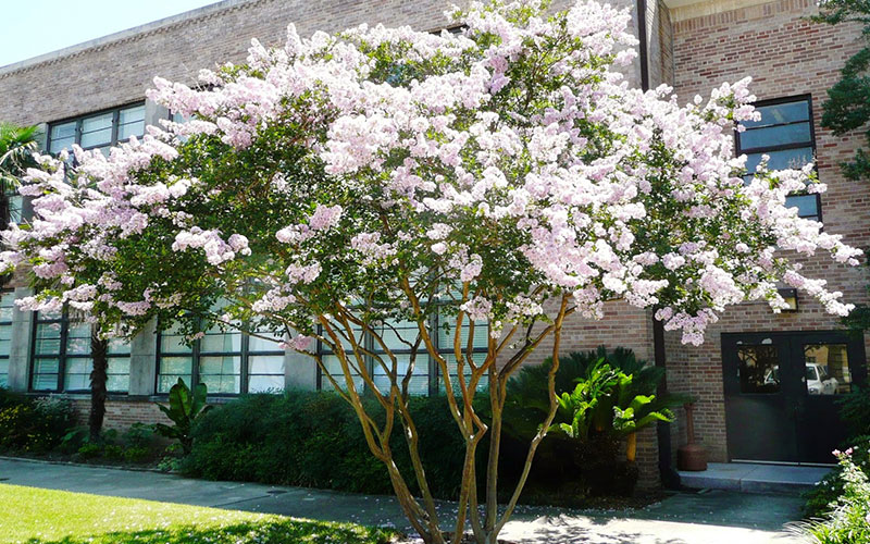 GARDEN CENTER NORTH FORT MYERS