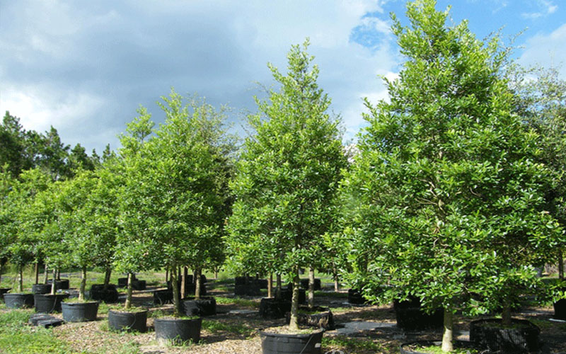 GARDEN CENTER NORTH FORT MYERS