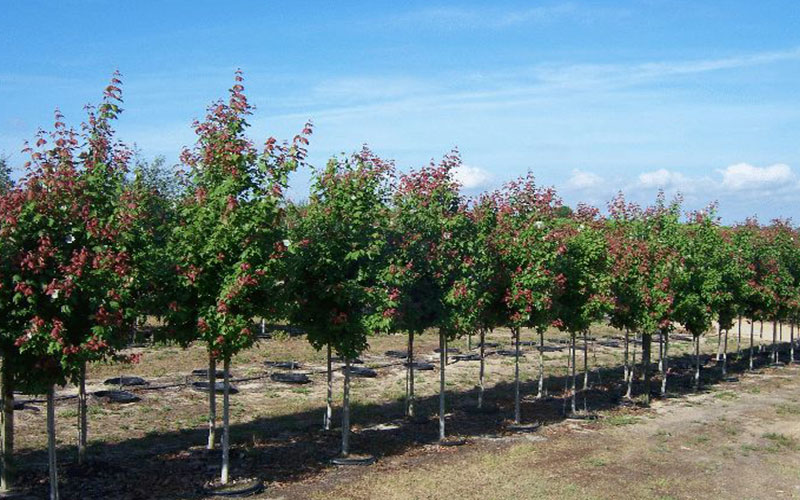 GARDEN CENTER NORTH FORT MYERS