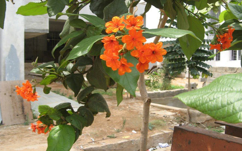 GARDEN CENTER NORTH FORT MYERS