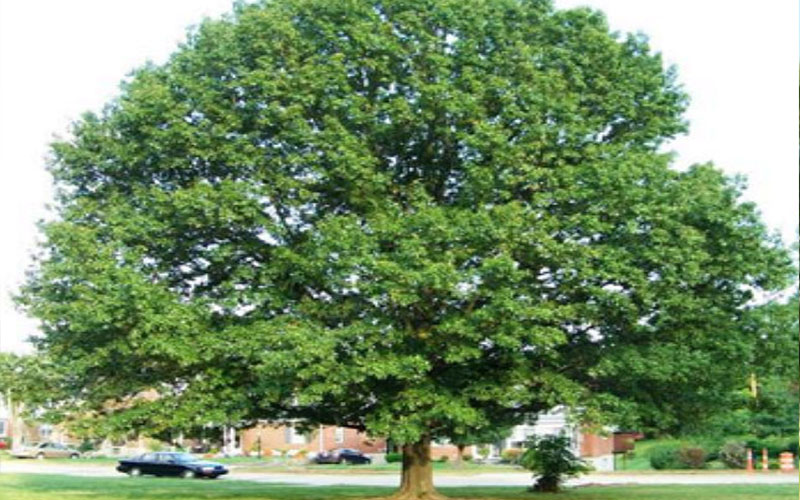 GARDEN CENTER NORTH FORT MYERS