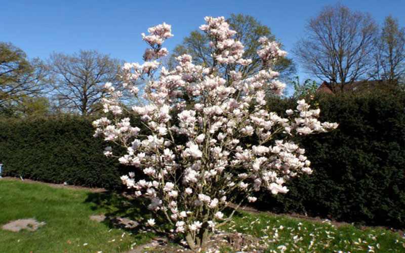 GARDEN CENTER NORTH FORT MYERS