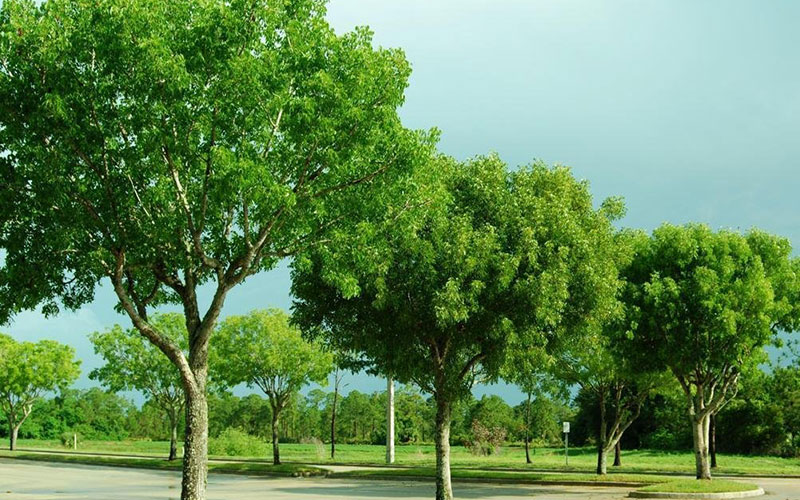 GARDEN CENTER NORTH FORT MYERS