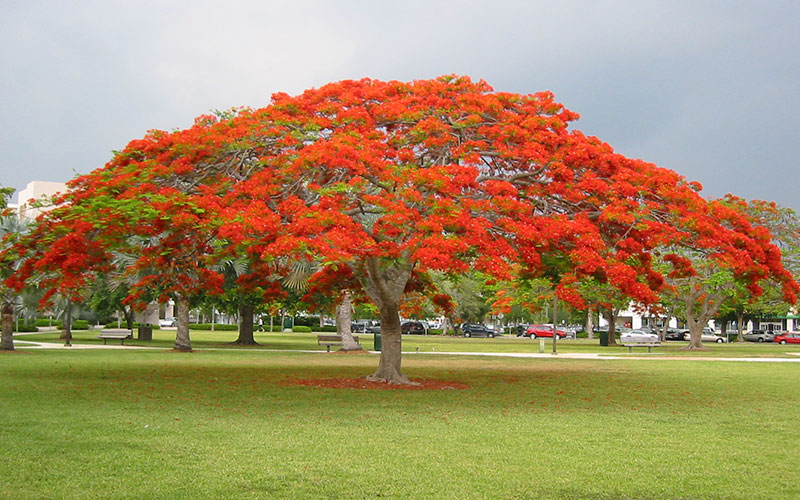 GARDEN CENTER NORTH FORT MYERS