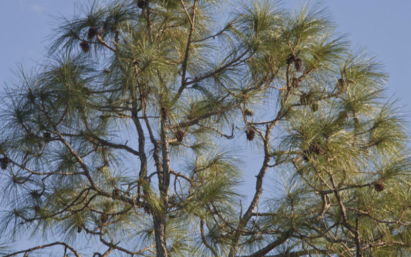 GARDEN CENTER NORTH FORT MYERS