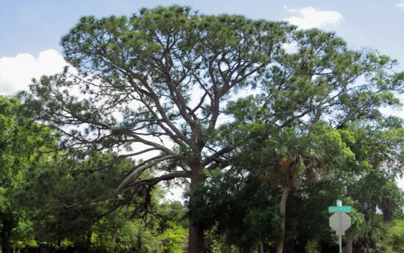 GARDEN CENTER NORTH FORT MYERS