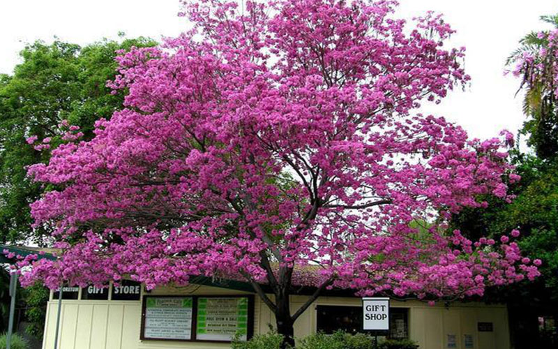 GARDEN CENTER NORTH FORT MYERS