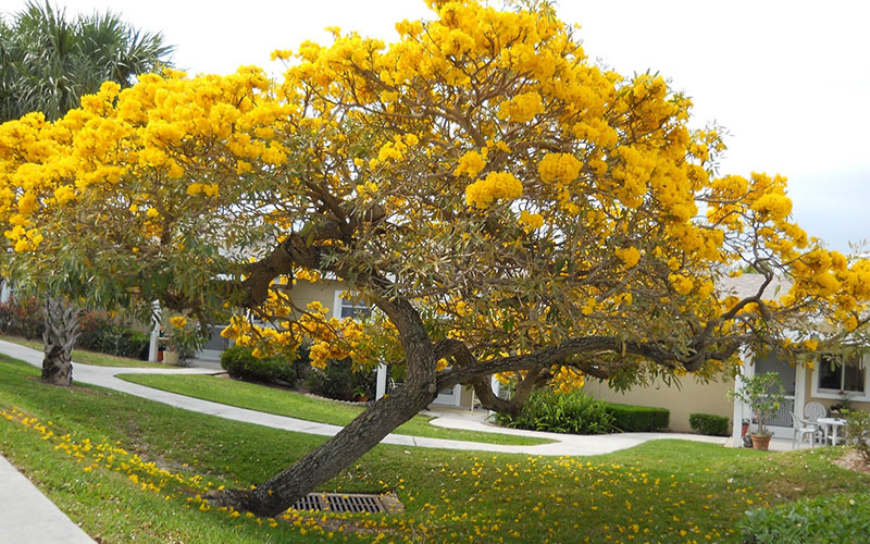 GARDEN CENTER NORTH FORT MYERS