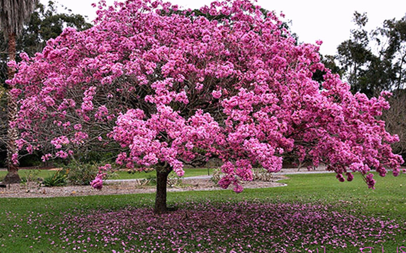GARDEN CENTER NORTH FORT MYERS