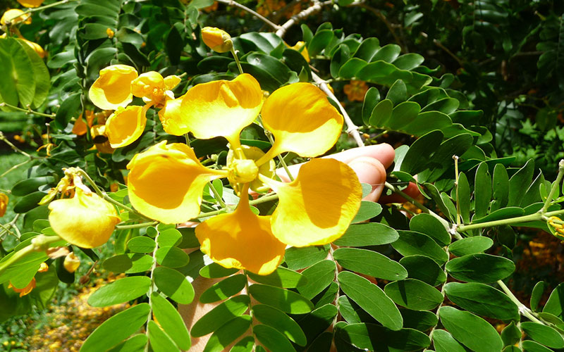 GARDEN CENTER NORTH FORT MYERS