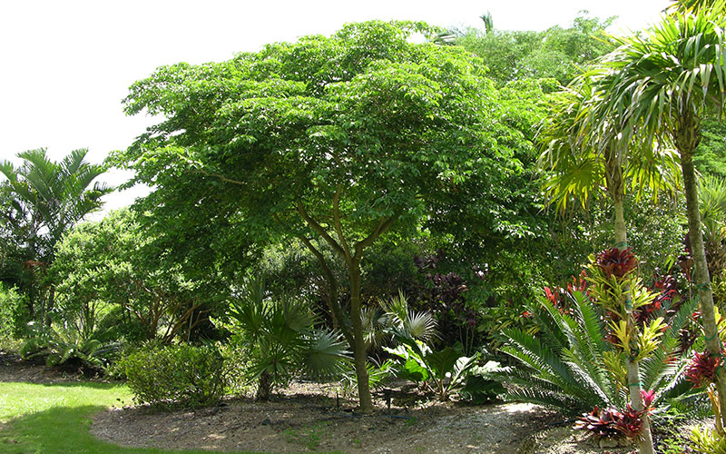 GARDEN CENTER NORTH FORT MYERS