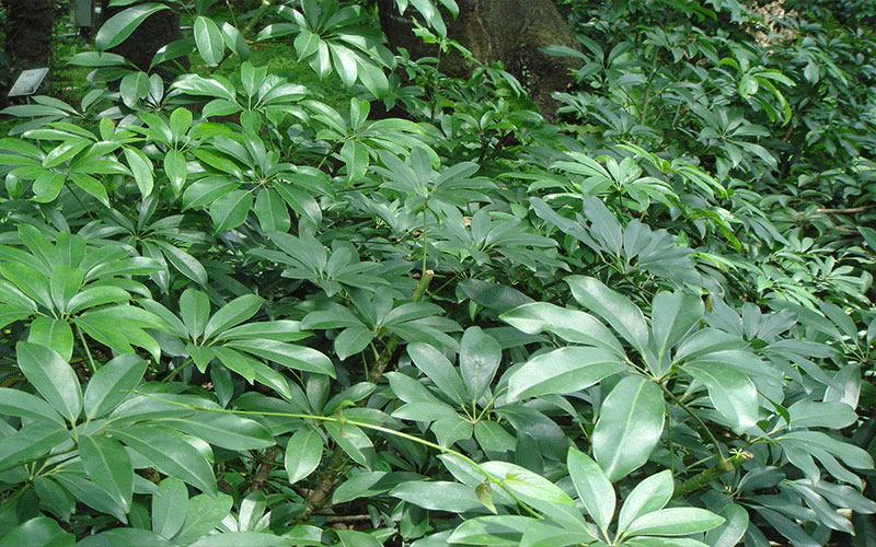 GARDEN CENTER NORTH FORT MYERS