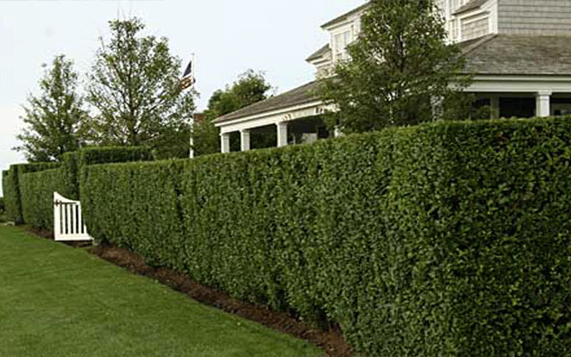 GARDEN CENTER NORTH FORT MYERS