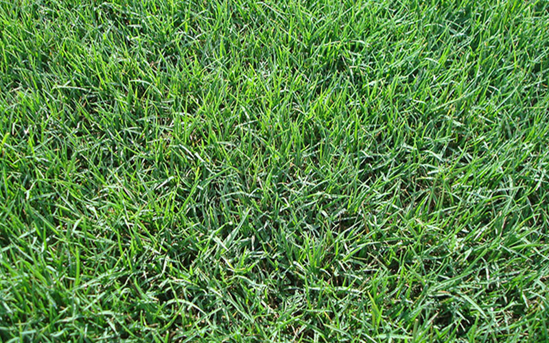 GARDEN CENTER NORTH FORT MYERS