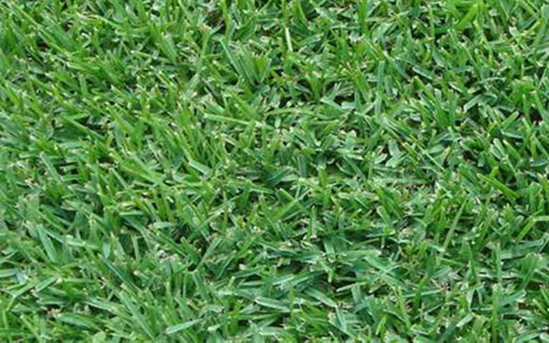 GARDEN CENTER NORTH FORT MYERS