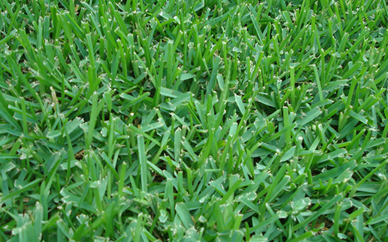 GARDEN CENTER NORTH FORT MYERS