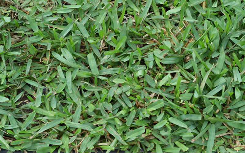 GARDEN CENTER NORTH FORT MYERS