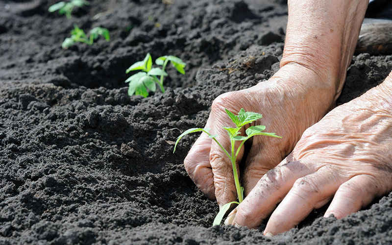 GARDEN CENTER NORTH FORT MYERS